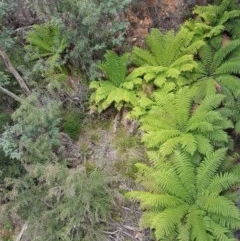 Dicksonia antarctica (Soft Treefern) at Cotter River, ACT - 23 Dec 2020 by trevorpreston
