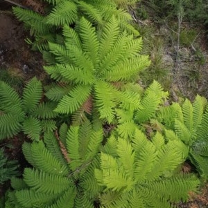 Dicksonia antarctica at Cotter River, ACT - 23 Dec 2020