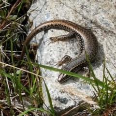 Eulamprus heatwolei (Yellow-bellied Water Skink) at Cotter River, ACT - 23 Dec 2020 by trevorpreston