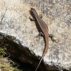 Eulamprus heatwolei at Cotter River, ACT - 23 Dec 2020