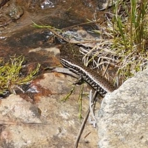 Eulamprus heatwolei at Cotter River, ACT - 23 Dec 2020 11:37 AM