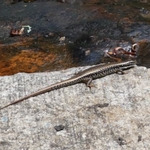 Eulamprus heatwolei at Cotter River, ACT - 23 Dec 2020 11:37 AM