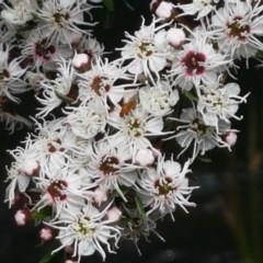 Kunzea ericoides (Burgan) at Cotter River, ACT - 23 Dec 2020 by tpreston