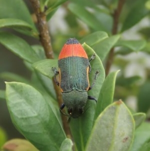 Castiarina kerremansi at Theodore, ACT - 23 Dec 2020 11:11 AM