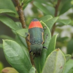 Castiarina kerremansi (A jewel beetle) at Tuggeranong Hill - 23 Dec 2020 by Owen
