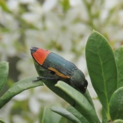 Castiarina kerremansi at Theodore, ACT - 23 Dec 2020 11:11 AM