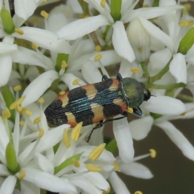 Castiarina sexplagiata (Jewel beetle) at Tuggeranong Hill - 23 Dec 2020 by Owen