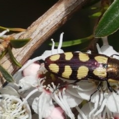 Castiarina decemmaculata (Ten-spot Jewel Beetle) at Cotter River, ACT - 23 Dec 2020 by tpreston