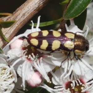 Castiarina decemmaculata at Cotter River, ACT - 23 Dec 2020