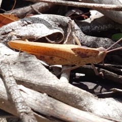 Goniaea australasiae (Gumleaf grasshopper) at Cotter River, ACT - 23 Dec 2020 by trevorpreston