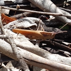 Goniaea australasiae at Cotter River, ACT - 23 Dec 2020 11:15 AM