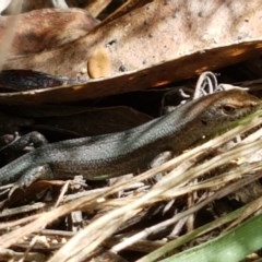 Carinascincus coventryi at Bendora Reservoir - 23 Dec 2020 by trevorpreston