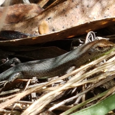 Carinascincus coventryi at Bendora Reservoir - 23 Dec 2020 by trevorpreston