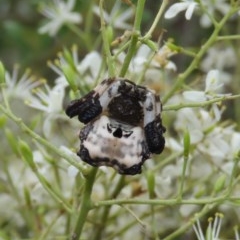 Celaenia excavata (Bird-dropping spider) at Theodore, ACT - 23 Dec 2020 by Owen