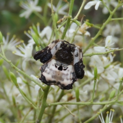 Celaenia excavata (Bird-dropping spider) at Theodore, ACT - 23 Dec 2020 by owenh