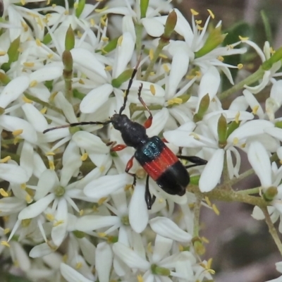 Obrida fascialis (One banded longicorn) at Theodore, ACT - 23 Dec 2020 by owenh