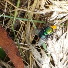 Amenia sp. (genus) (Yellow-headed Blowfly) at Cotter River, ACT - 23 Dec 2020 by trevorpreston