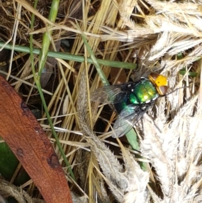 Amenia sp. (genus) (Yellow-headed Blowfly) at Cotter River, ACT - 23 Dec 2020 by trevorpreston