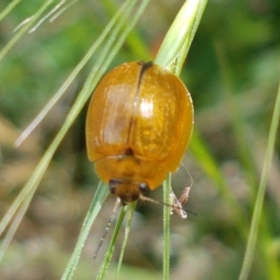 Paropsisterna cloelia (Eucalyptus variegated beetle) at Bendora Reservoir - 23 Dec 2020 by tpreston