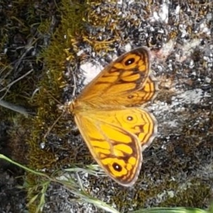 Heteronympha merope at Cotter River, ACT - 23 Dec 2020