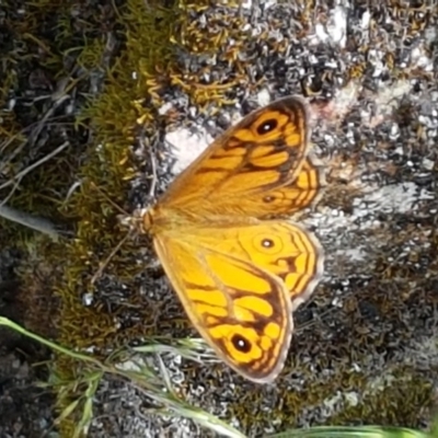 Heteronympha merope (Common Brown Butterfly) at Cotter River, ACT - 23 Dec 2020 by tpreston