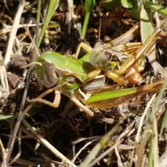 Praxibulus sp. (genus) (A grasshopper) at Cotter River, ACT - 23 Dec 2020 by trevorpreston