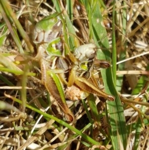 Praxibulus sp. (genus) at Cotter River, ACT - 23 Dec 2020