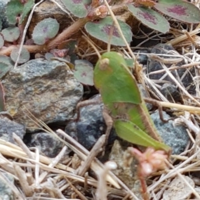 Gastrimargus musicus (Yellow-winged Locust or Grasshopper) at Namadgi National Park - 22 Dec 2020 by tpreston