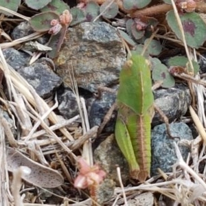 Gastrimargus musicus at Cotter River, ACT - 23 Dec 2020