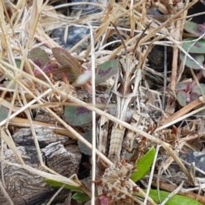 Oedaleus australis at Cotter River, ACT - 23 Dec 2020