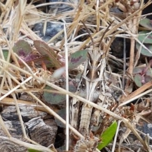 Oedaleus australis at Cotter River, ACT - 23 Dec 2020