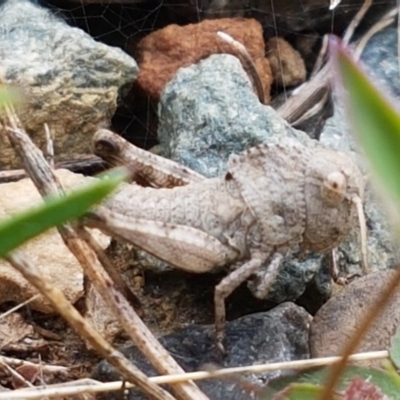 Gastrimargus musicus (Yellow-winged Locust or Grasshopper) at Cotter River, ACT - 22 Dec 2020 by tpreston