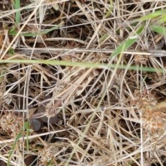 Austroicetes sp. (genus) (A grasshopper) at Bendora Reservoir - 22 Dec 2020 by tpreston