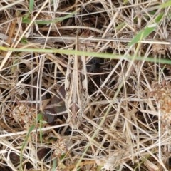 Austroicetes sp. (genus) at Cotter River, ACT - 23 Dec 2020