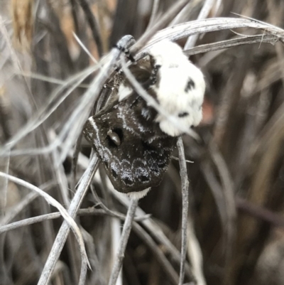 Genduara punctigera (Spotted Clear Winged Snout Moth) at O'Connor, ACT - 17 Dec 2020 by MattFox