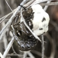 Genduara punctigera at O'Connor, ACT - 17 Dec 2020