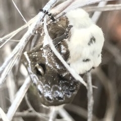 Genduara punctigera at O'Connor, ACT - 17 Dec 2020