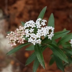 Platysace lanceolata (Shrubby Platysace) at Cotter River, ACT - 22 Dec 2020 by tpreston