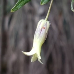 Billardiera scandens (Hairy Apple Berry) at Cotter River, ACT - 23 Dec 2020 by trevorpreston