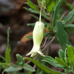 Billardiera scandens at Cotter River, ACT - 23 Dec 2020