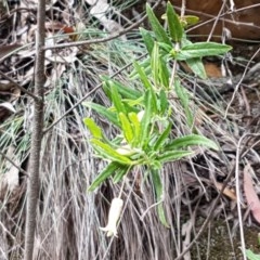 Billardiera scandens at Cotter River, ACT - 23 Dec 2020