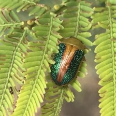 Calomela parilis (Leaf beetle) at Acton, ACT - 17 Dec 2020 by MattFox