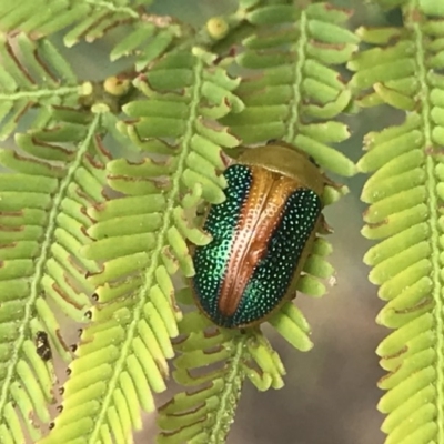 Calomela parilis (Leaf beetle) at ANBG - 17 Dec 2020 by MattFox