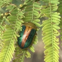 Calomela parilis at Acton, ACT - 17 Dec 2020