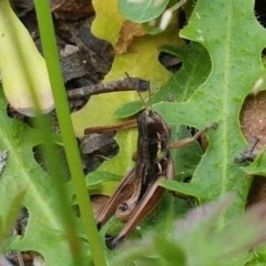 Kosciuscola cognatus (A grasshopper) at Namadgi National Park - 22 Dec 2020 by tpreston