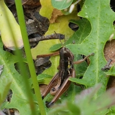 Kosciuscola cognatus (A grasshopper) at Cotter River, ACT - 23 Dec 2020 by trevorpreston