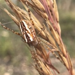 Plebs bradleyi (Enamelled spider) at Black Mountain - 17 Dec 2020 by MattFox