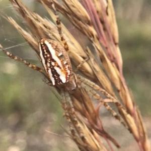 Plebs bradleyi at O'Connor, ACT - 17 Dec 2020 11:03 AM