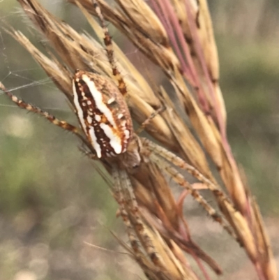 Plebs bradleyi (Enamelled spider) at Black Mountain - 17 Dec 2020 by MattFox