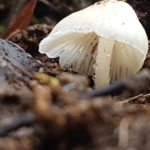 zz agaric (stem; gills white/cream) at Cotter River, ACT - 23 Dec 2020 10:41 AM